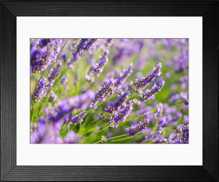 Framed Print : Lavender blossoms in height of bloom in early July, Plateau de Valensole Framed Print : Lavender blossoms in height of bloom in early July, Plateau de Valensole