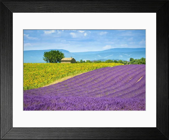 Framed Print : Purple lavender and yellow sunflower fields in Provence in height of bloom in early Framed Print : Purple lavender and yellow sunflower fields in Provence in height of bloom in early