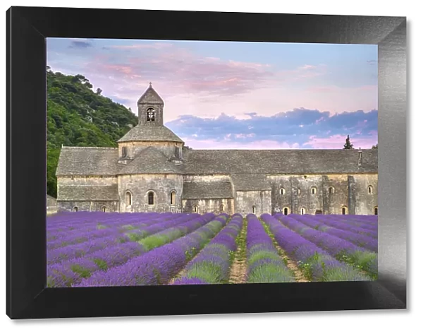 Lavender fields in full bloom in early July in front of Abbaye de SA nanque Abbey at