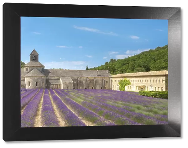 Lavender fields in full bloom in early July in front of Abbaye de SA nanque Abbey