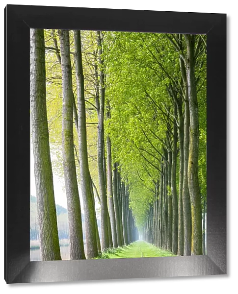 Rows of trees along a canal in spring, Damme, West Flanders, Belgium