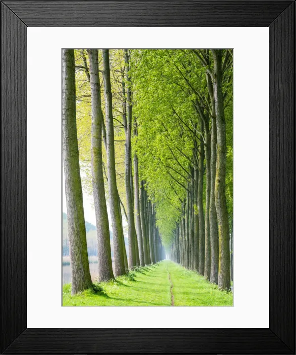 Framed Print : Rows of trees along a canal in spring, Damme, West Flanders, Belgium Framed Print : Rows of trees along a canal in spring, Damme, West Flanders, Belgium