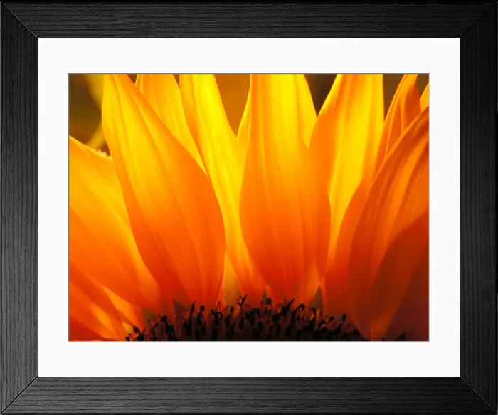 Framed Print : Sunflower Framed Print : Sunflower