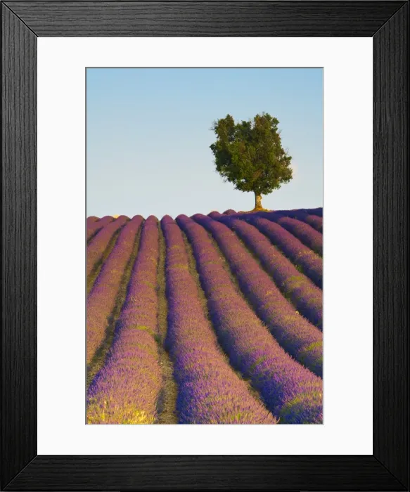 Framed Print : Lavender Field, Provence-Alpes-Cote d Azur, France