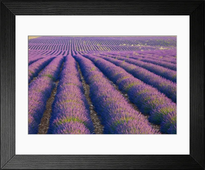 Framed Print : Lavender Field, Provence-Alpes-Cote d Azur, France Framed Print : Lavender Field, Provence-Alpes-Cote d Azur, France