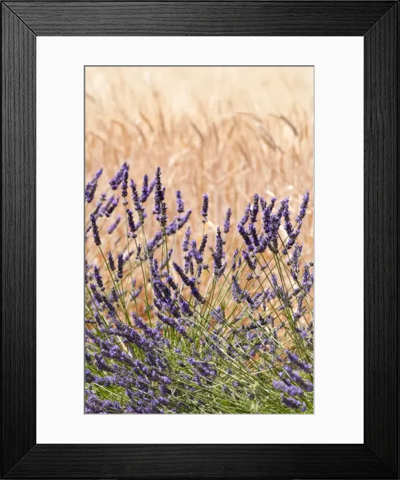 Framed Print : Lavender and wheat, Provence, France