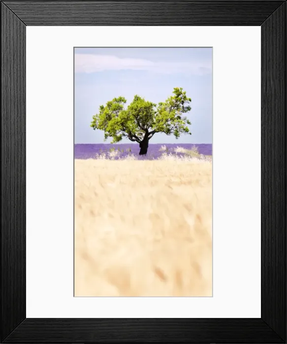 Framed Print : Tree in a wheat and lavender field, Valensole plateau, Provence, France Framed Print : Tree in a wheat and lavender field, Valensole plateau, Provence, France