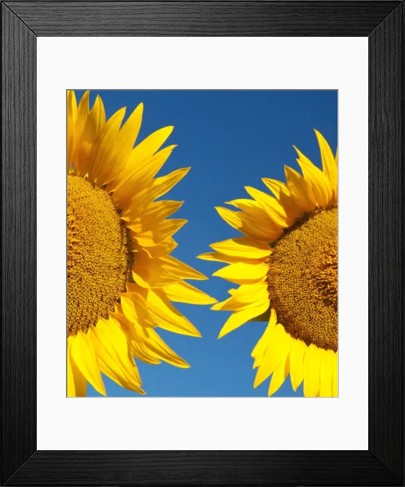 Framed Print : Sunflowers, Provence, France Framed Print : Sunflowers, Provence, France