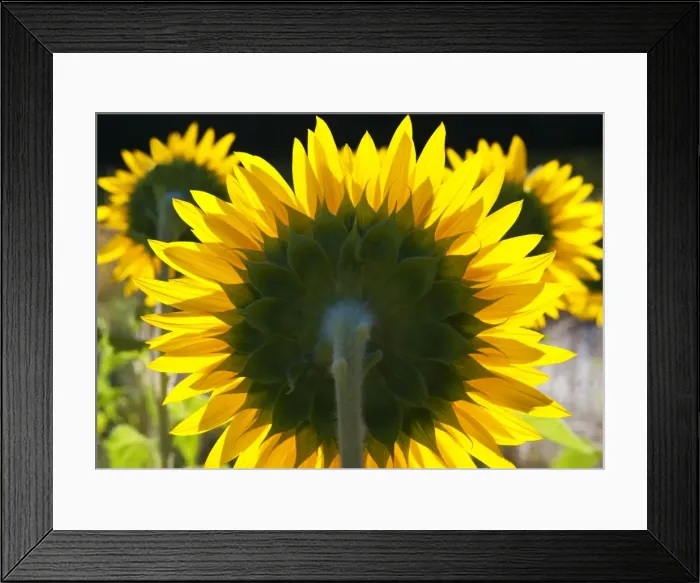 Framed Print : Sunflowers in the morning light, Provence, France Framed Print : Sunflowers in the morning light, Provence, France