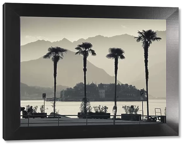 Italy, Piedmont, Lake Maggiore, Borromean Islands, Stresa, lakefront palms with Isola Bella