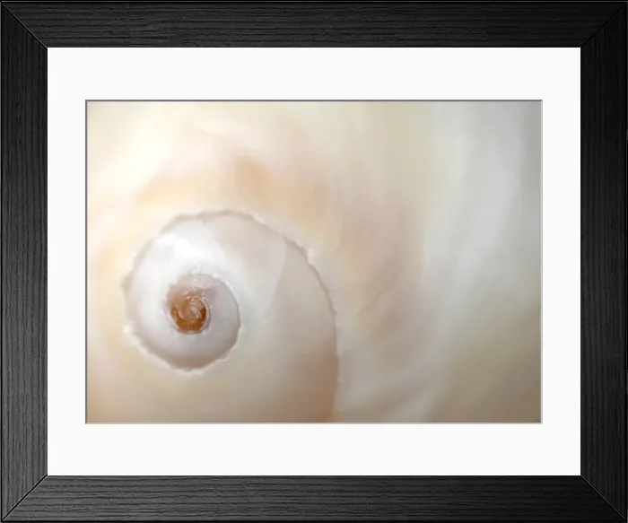 Framed Print : A close up of a shell Framed Print : A close up of a shell