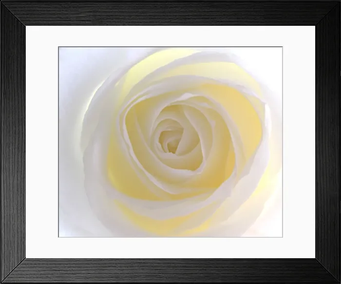 Framed Print : Rose Framed Print : Rose