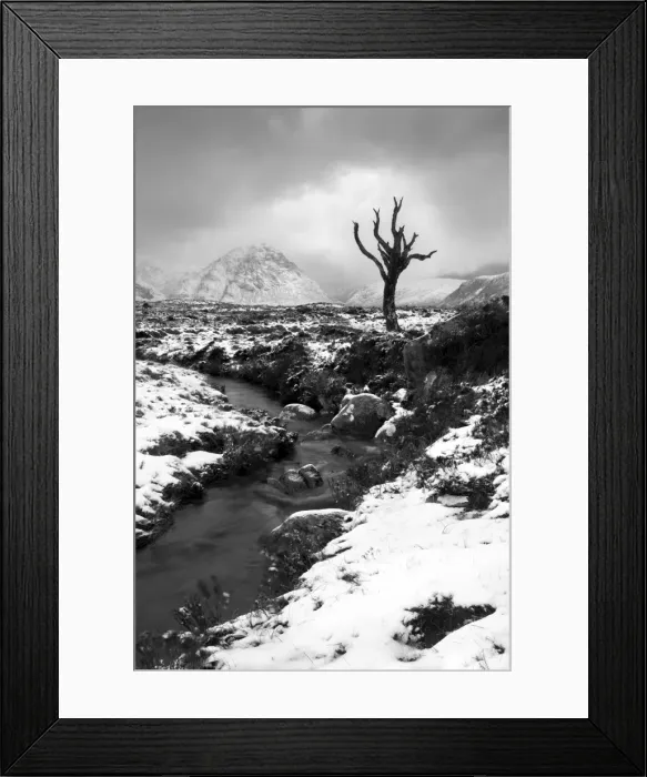 Framed Print : Lonely tree in Rannoch Moor, Scotland, UK Framed Print : Lonely tree in Rannoch Moor, Scotland, UK