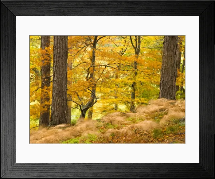Framed Print : Woodland in autumn, Scotland, UK Framed Print : Woodland in autumn, Scotland, UK
