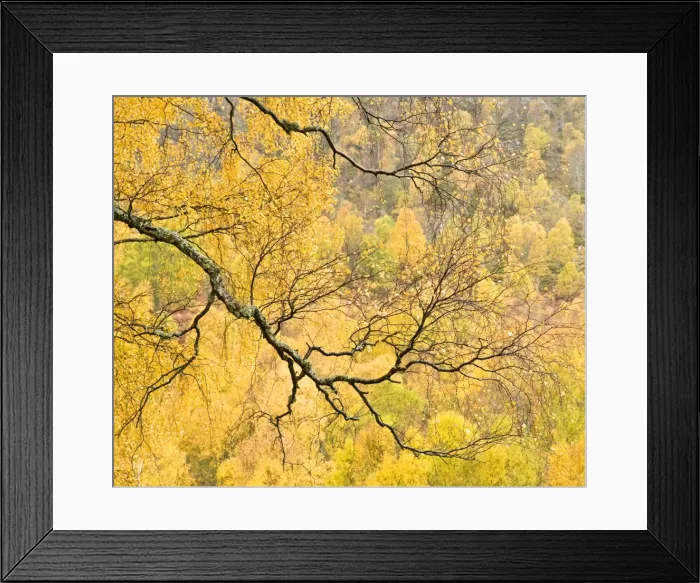 Framed Print : Autumn wood, Cairngorms National Park, Highlands, Scotland, UK