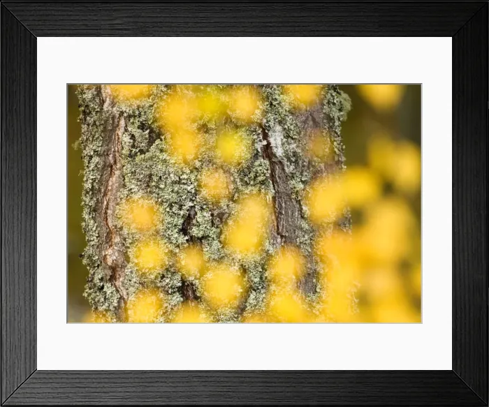 Framed Print : Autumn abstract, Cairngorms, Highlands, Scotland, UK Framed Print : Autumn abstract, Cairngorms, Highlands, Scotland, UK