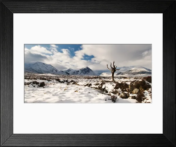 Framed Print : Tree in Rannoch Moor, Glencoe, Scotland, UK Framed Print : Tree in Rannoch Moor, Glencoe, Scotland, UK