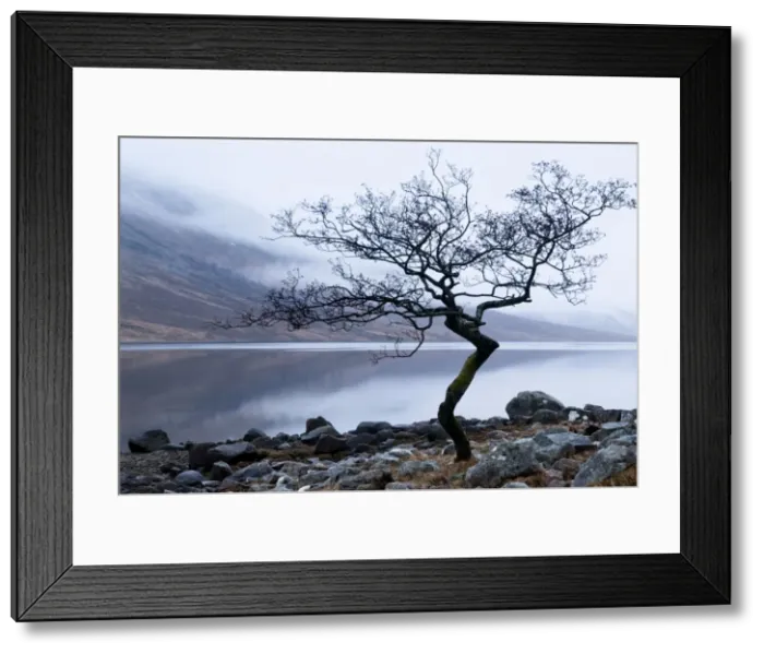 Framed Print : Solitary tree on the shore of Loch Etive, Highlands, Scotland, UK Framed Print : Solitary tree on the shore of Loch Etive, Highlands, Scotland, UK