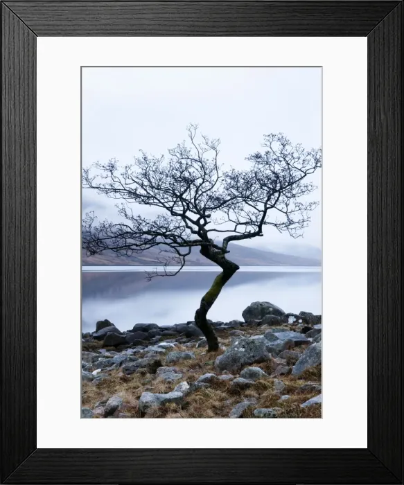Framed Print : Solitary tree on the shore of Loch Etive, Highlands, Scotland, UK Framed Print : Solitary tree on the shore of Loch Etive, Highlands, Scotland, UK