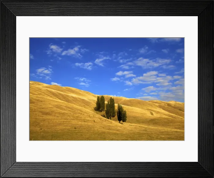 Framed Print : Lombardy Poplar Trees, New Zealand Rural Landscape, Hawkes Bay, New Zealand, Pacific Framed Print : Lombardy Poplar Trees, New Zealand Rural Landscape, Hawkes Bay, New Zealand, Pacific