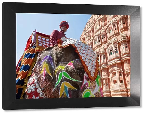 India, Rajasthan, Jaipur, Ceremonial decorated Elephant outside the Hawa Mahal, Palace