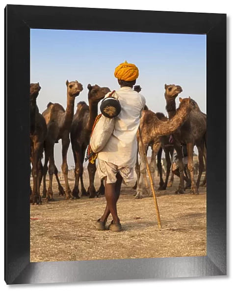 India, Rajasthan, Pushkar, Camel trader with his camels at the Pushkar Camel Fair