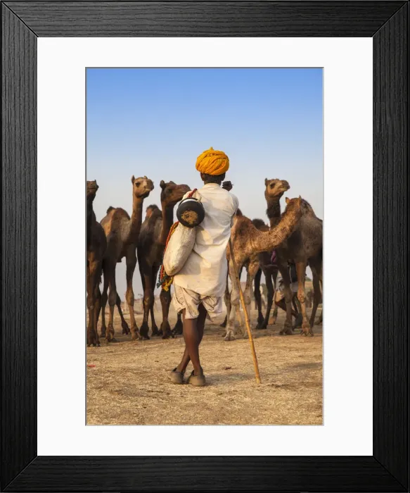 Framed Print : India, Rajasthan, Pushkar, Camel trader with his camels at the Pushkar Camel Fair Framed Print : India, Rajasthan, Pushkar, Camel trader with his camels at the Pushkar Camel Fair