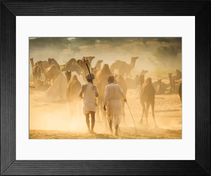 Framed Print : India, Rajasthan, Pushkar, Camel herders arriving at Pushkar Camel Fair Framed Print : India, Rajasthan, Pushkar, Camel herders arriving at Pushkar Camel Fair