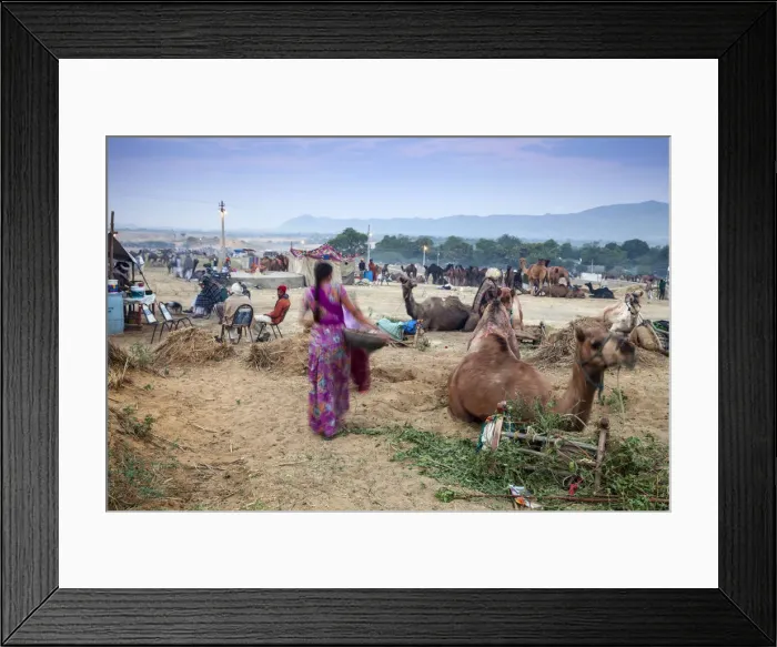 Framed Print : India, Rajasthan, Pushkar, Pushkar Camel Fair, Woman collecting camel dung at dawn