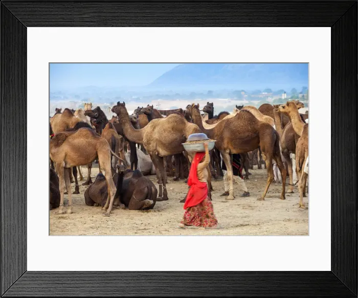 Framed Print : India, Rajasthan, Pushkar, Pushkar Camel Fair, Woman collecting camel dung at dawn Framed Print : India, Rajasthan, Pushkar, Pushkar Camel Fair, Woman collecting camel dung at dawn