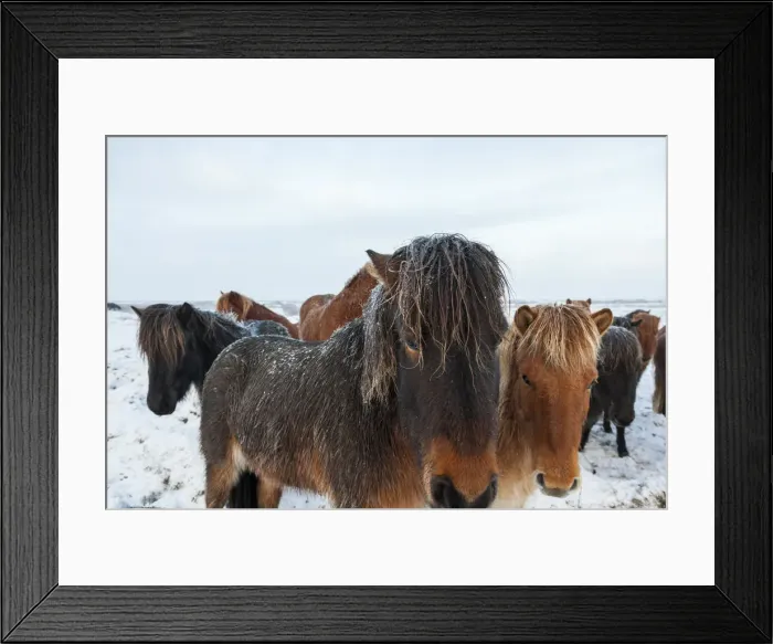Framed Print : Icelandic hoses in snow, SW Iceland Framed Print : Icelandic hoses in snow, SW Iceland