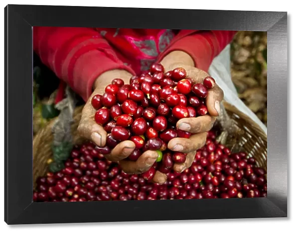 El Salvador, Coffee Pickers, Hands Full Of Coffee Cherries, Coffee Farm, Slopes Of
