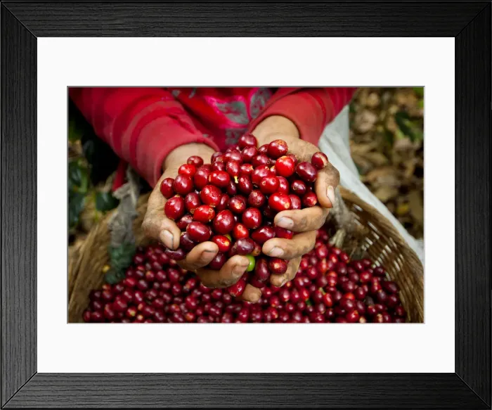 Framed Print : El Salvador, Coffee Pickers, Hands Full Of Coffee Cherries, Coffee Farm, Slopes Of Framed Print : El Salvador, Coffee Pickers, Hands Full Of Coffee Cherries, Coffee Farm, Slopes Of