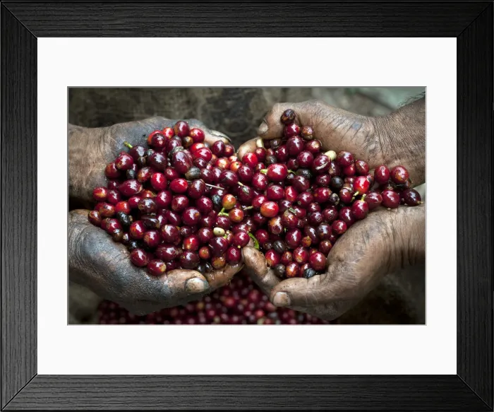 Framed Print : El Salvador, Coffee Pickers, Hands Full Of Coffee Cherries, Coffee Farm, Finca Malacara Framed Print : El Salvador, Coffee Pickers, Hands Full Of Coffee Cherries, Coffee Farm, Finca Malacara