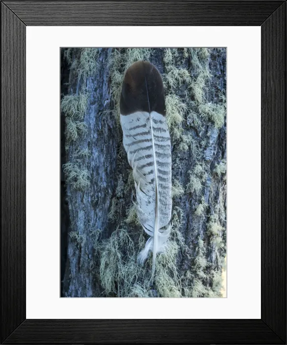 Framed Print : South America, Tierra del Fuego, Argentina, Ushuaia, Tierra del Fuego National Park