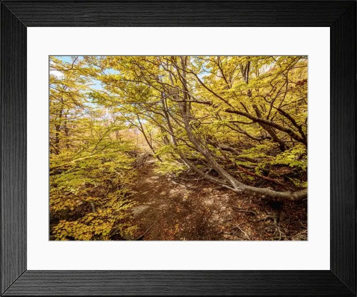 Framed Print : Forest around Toncek Lagoon, Nahuel Huapi National Park, Rio Negro Province, Argentina Framed Print : Forest around Toncek Lagoon, Nahuel Huapi National Park, Rio Negro Province, Argentina