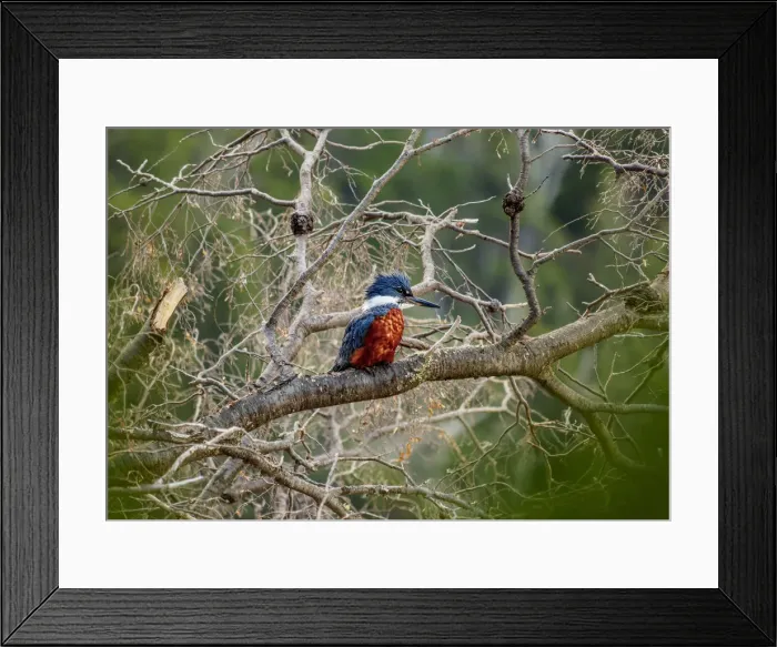 Framed Print : Ringed Kingfisher (Megaceryle torquata) by the Gutierrez Lake, Nahuel Huapi National Park Framed Print : Ringed Kingfisher (Megaceryle torquata) by the Gutierrez Lake, Nahuel Huapi National Park