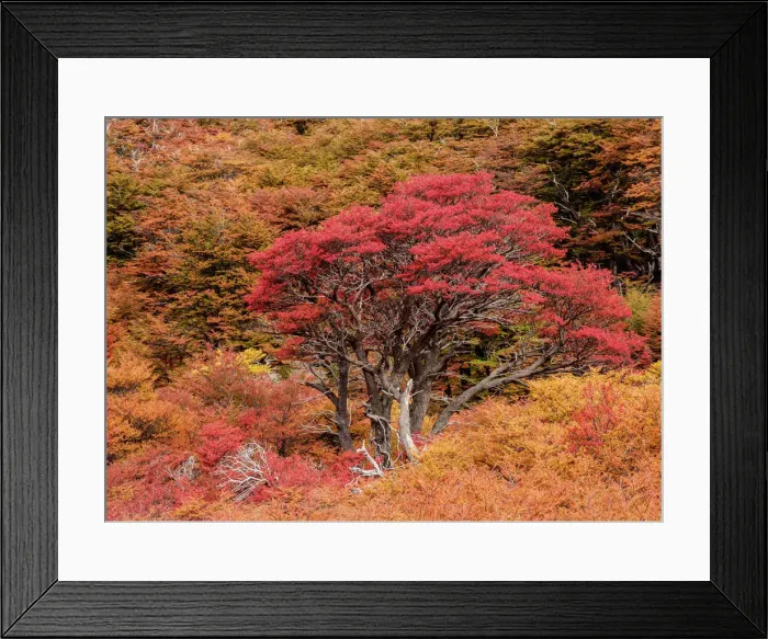 Framed Print : Autumn in Los Glaciares National Park, Santa Cruz Province, Patagonia, Argentina