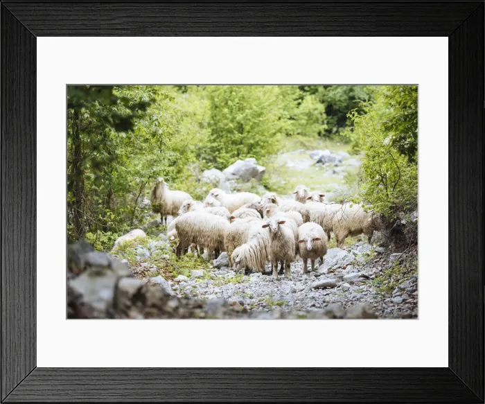 Framed Print : Herd of Sheep on path near Theth, The Accursed Mountains, Albania Framed Print : Herd of Sheep on path near Theth, The Accursed Mountains, Albania