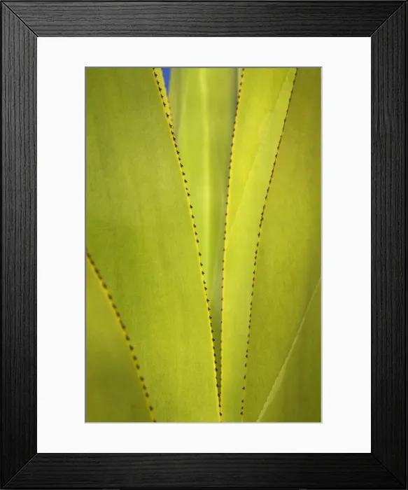 Framed Print : Yucca Plant Detail, Antigua, Caribbean, West Indies Framed Print : Yucca Plant Detail, Antigua, Caribbean, West Indies