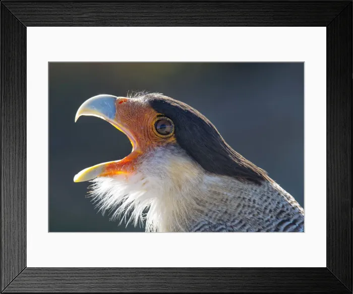 Framed Print : South America, Andes, Patagonia, Argentina, A Northern Crested Caracara (Caracara Framed Print : South America, Andes, Patagonia, Argentina, A Northern Crested Caracara (Caracara