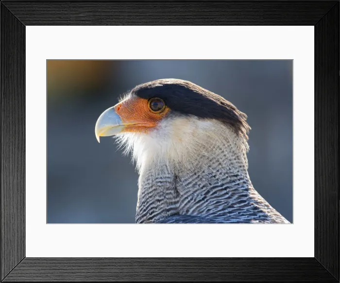 Framed Print : South America, Andes, Patagonia, Argentina, A Northern Crested Caracara (Caracara Framed Print : South America, Andes, Patagonia, Argentina, A Northern Crested Caracara (Caracara