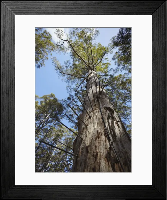 Framed Print : The Gloucester tree in Gloucester National Park, Pemberton, Western Australia, Australia Framed Print : The Gloucester tree in Gloucester National Park, Pemberton, Western Australia, Australia