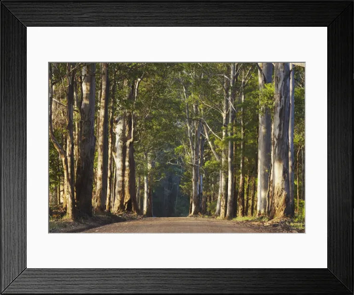 Framed Print : Warren National Park, Pemberton, Western Australia, Australia Framed Print : Warren National Park, Pemberton, Western Australia, Australia