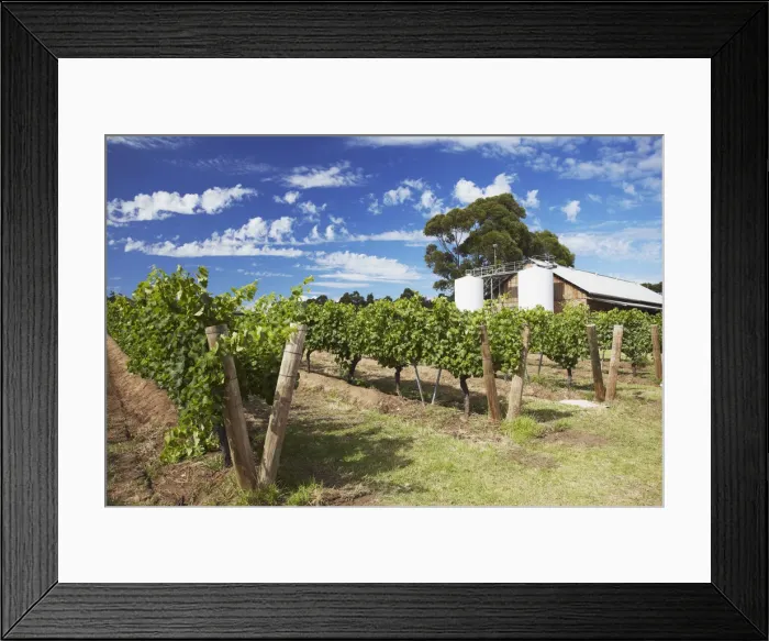 Framed Print : Vineyards of Cullen wine estate, Margaret River, Western Australia, Australia Framed Print : Vineyards of Cullen wine estate, Margaret River, Western Australia, Australia