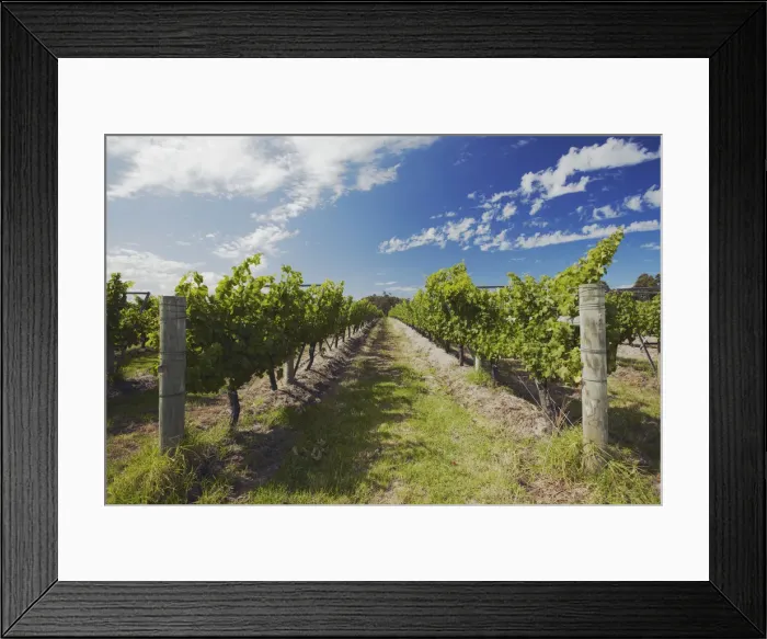 Framed Print : Vineyards of Cullen wine estate, Margaret River, Western Australia, Australia Framed Print : Vineyards of Cullen wine estate, Margaret River, Western Australia, Australia