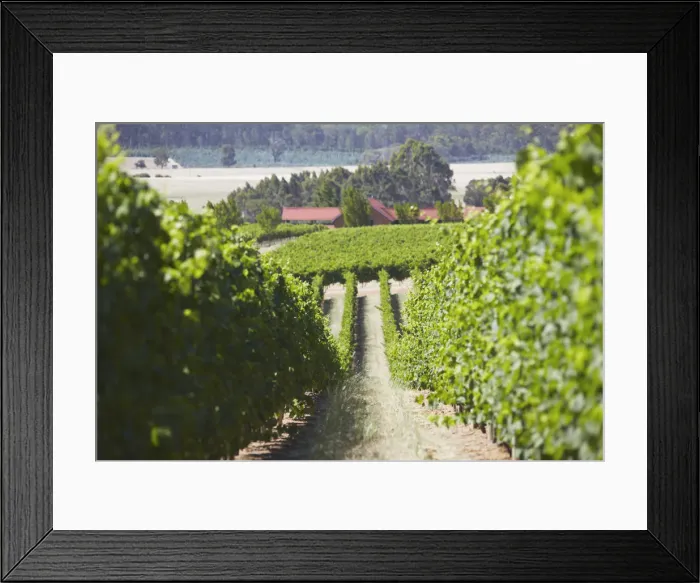 Framed Print : Vineyards in Picardy winery, Pemberton, Western Australia, Australia Framed Print : Vineyards in Picardy winery, Pemberton, Western Australia, Australia