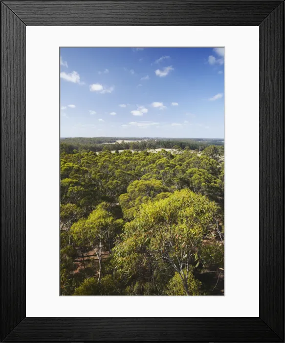 Framed Print : View over Gloucester National Park, Pemberton, Western Australia, Australia Framed Print : View over Gloucester National Park, Pemberton, Western Australia, Australia