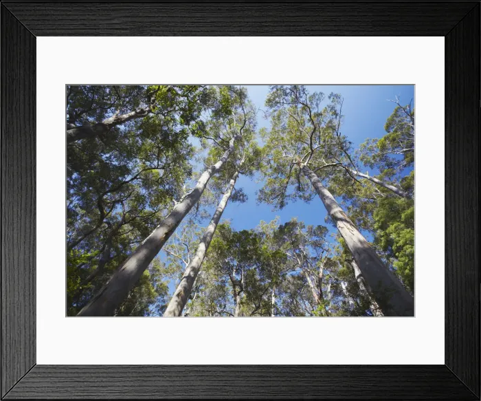 Framed Print : Karri trees in Warren National Park, Pemberton, Western Australia, Australia Framed Print : Karri trees in Warren National Park, Pemberton, Western Australia, Australia