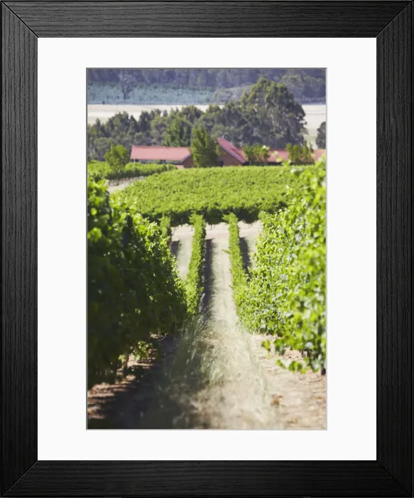Framed Print : Vineyards of Picardy winery, Pemberton, Western Australia, Australia Framed Print : Vineyards of Picardy winery, Pemberton, Western Australia, Australia